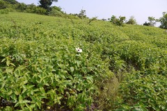 Decaschistia trilobata